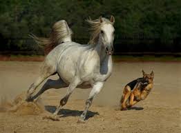 paard en hond 2